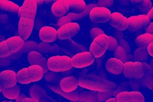 Nhiễm liên cầu khuẩn từ món ăn nhiều người Việt yêu thích