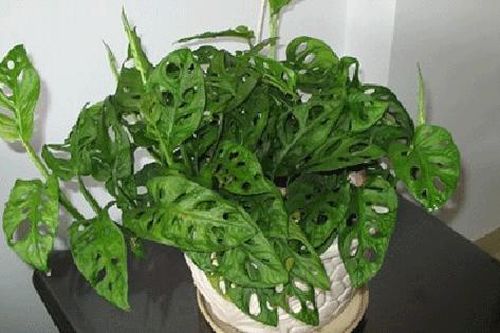 Tác dụng của cây này vừa thanh lọc không khí lại có khả năng khử các chất gây ung thư