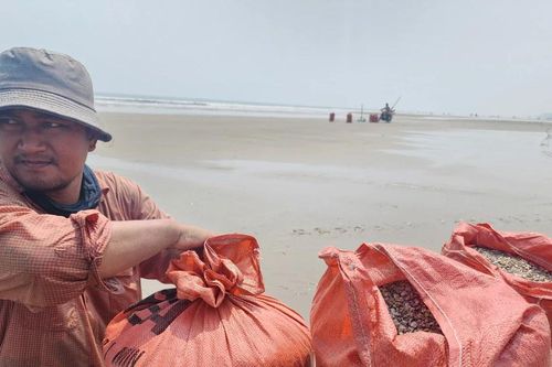 Người dân cào 'lộc' ốc tép dọc bờ biển