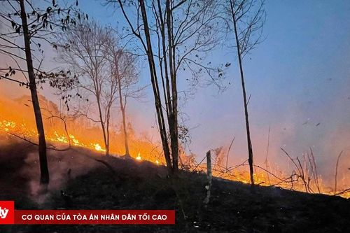 Cháy rừng tự nhiên ở Định Hóa đã được dập tắt hoàn toàn