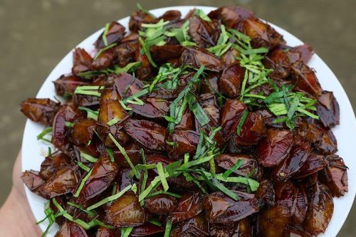 Đặc sản Tây Bắc chế biến từ loài côn trùng khách sợ 'xanh mặt', ăn lại khen ngon