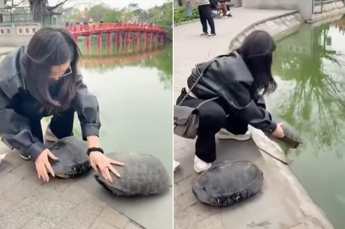 'Nhà rùa học' Hà Đình Đức lên tiếng việc cô gái phóng sinh 2 con rùa ở Hồ Gươm