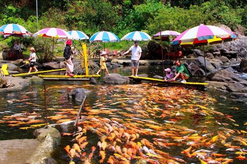 Đã mắt xem hàng nghìn con cá vàng bơi lội dưới suối trong veo ở miền Tây Nghệ An