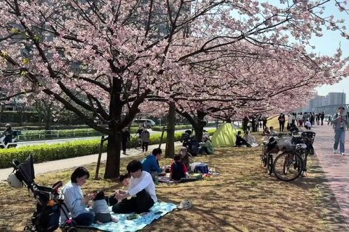 Hanami - Điểm đến của mùa Xuân Nhật Bản