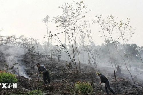 Quảng Ninh: Kịp thời dập tắt 2 đám cháy gây thiệt hại hàng chục hécta rừng