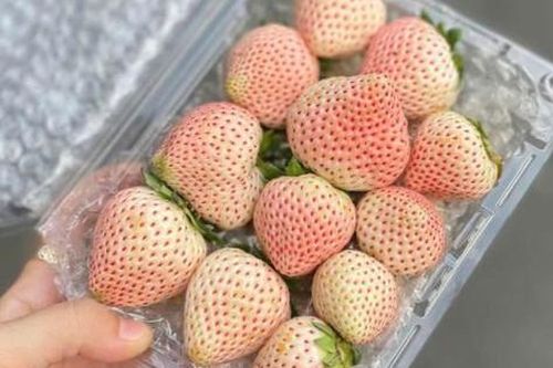 Loại quả đắt đỏ từng có giá tiền triệu nay bán giá rẻ 'giật mình'