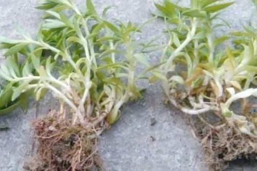 Đây là loại cỏ 'hái ra tiền': Không cần trồng hay chăm bón, hái bán thu hơn trăm nghìn/kg