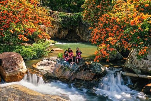 Thưởng ngoạn hương sắc hoa trang rừng Bình Định