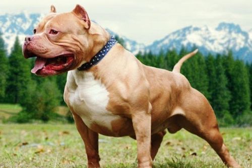 Tìm hiểu nguồn gốc 'rợn người' về giống chó Pitbull, hàm răng của nó khỏe cỡ nào mà dễ dàng cắn chết người?