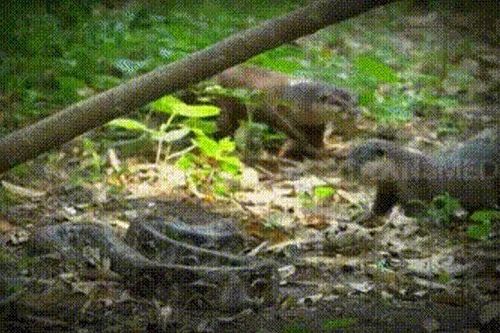 CLIP: Đi lạc vào lãnh thổ của đàn rái cá, trăn vua bị đối thủ 'đánh hội đồng' và cái kết đáng kinh ngạc