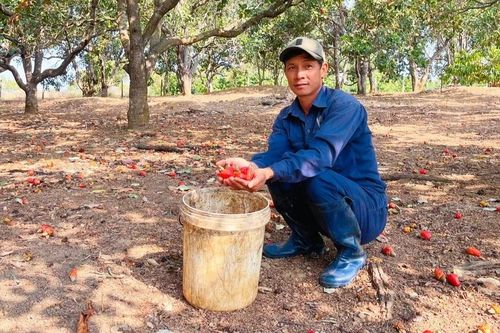 Nông dân kém vui vì năng suất điều giảm sâu