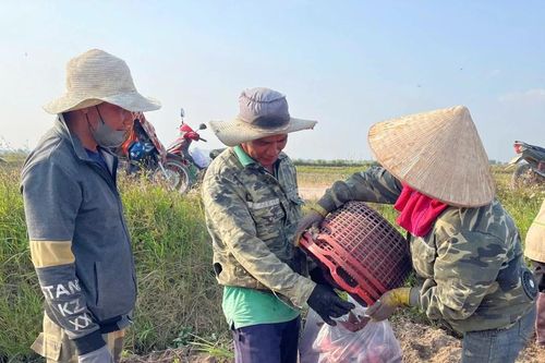 Nông dân Phú Thiện trúng mùa khoai lang