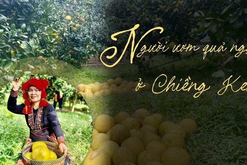 Người ươm quả ngọt ở Chiềng Ken