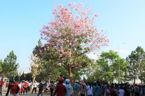 Miên man mùa hồng phấn B'Lao