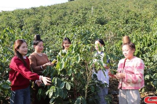 Phụ nữ Mai Sơn tích cực phát triển kinh tế