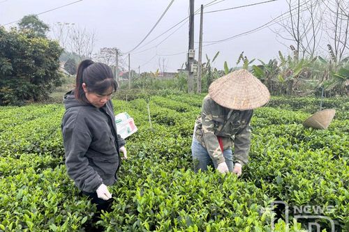 Tạo vùng sản xuất cây trồng an toàn