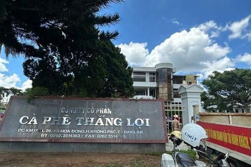 Cà phê Thắng Lợi (CFV): Lợi nhuận 2025 dự kiến giảm mạnh sau năm 'thắng lớn'