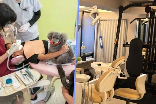 Phòng khám nha khoa cho bệnh nhân ôm chó để giảm đau