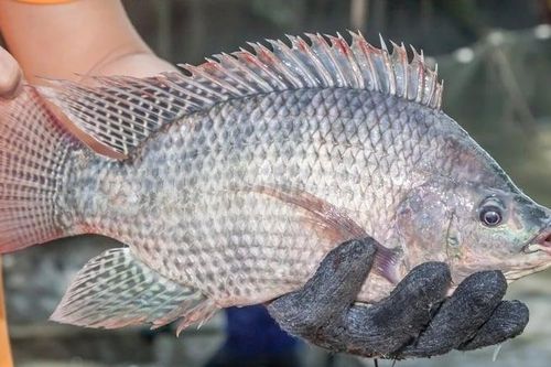 Ăn cá rô phi có bị nhiễm tồn dư hóa chất và kim loại nặng?