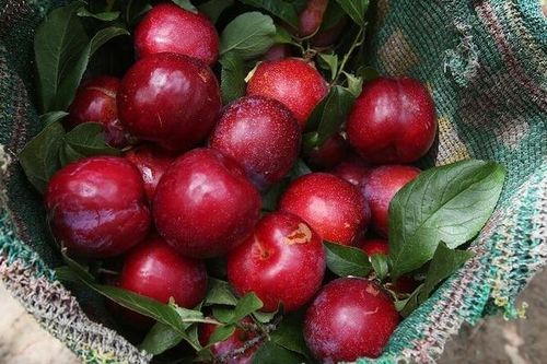 Bật mí cách làm ô mai mận dẻo cực đơn giản
