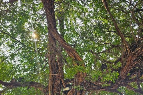 Hà Nội: Không di dời cây cổ thụ, cây có giá trị ở vườn hoa Lý Thái Tổ