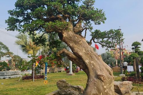 Hơn 1.000 sinh vật cảnh của 11 tỉnh, thành khoe dáng ở Quảng Ngãi