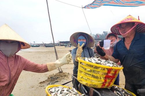 Ngư dân trúng đậm hàng tấn cá trích biển, thu về tiền triệu trong ngày