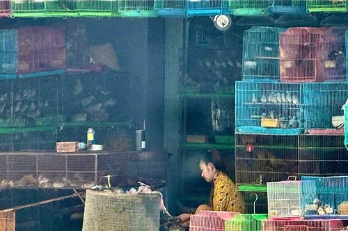 Chim hoang dã bày bán tràn lan tại chợ nông sản ở vùng Đồng Tháp Mười