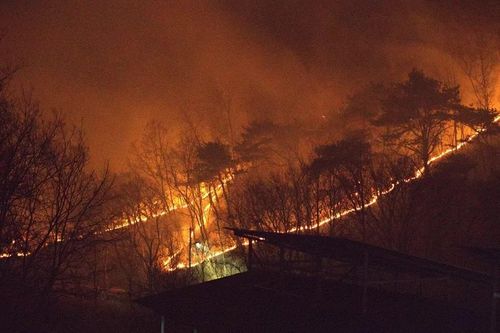 Cháy rừng nghiêm trọng: Hàn Quốc nỗ lực ngăn chặn lan rộng; Nhật Bản có hai người bị thương