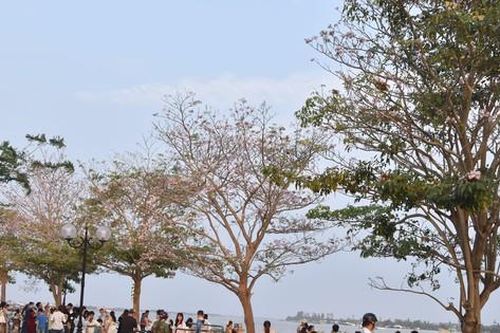 Cận cảnh hàng hoa kèn hồng bên sông Tiền nổi rần rần trên mạng