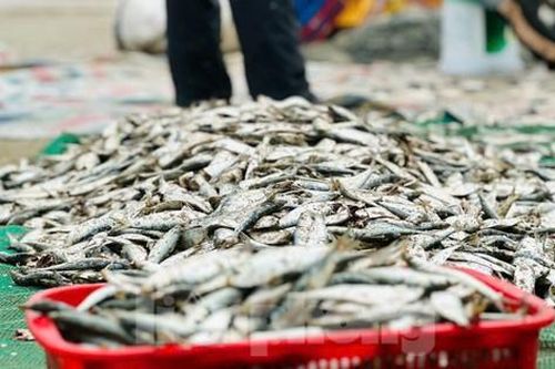 Kiếm bộn tiền từ nghề 'đi lùi' dưới biển