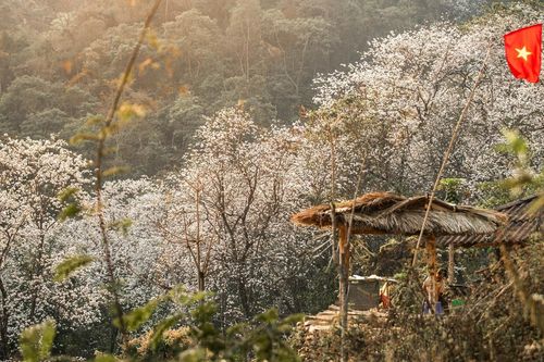 Ngôi làng giữa biển hoa ban trắng ở Điện Biên, đẹp như bước ra từ cổ tích