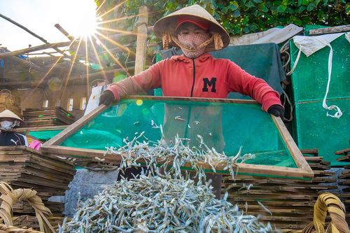 Đặc sản xứ 'hoa vàng trên cỏ xanh' vào mùa, người dân tất bật kiếm tiền triệu
