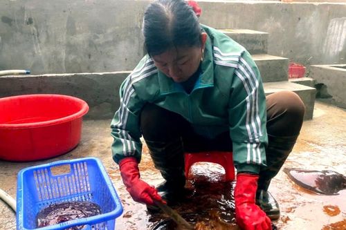 Ngư dân trúng đậm loại hải sản trước chê vứt bỏ, nay quý như vàng