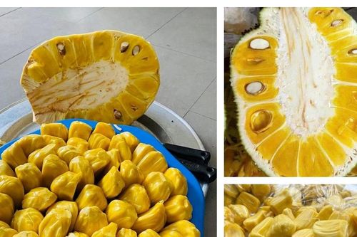 Tuyển chọn giống đặc hữu trồng thâm canh, tiến tới xây dựng thương hiệu mít dai Nghệ An