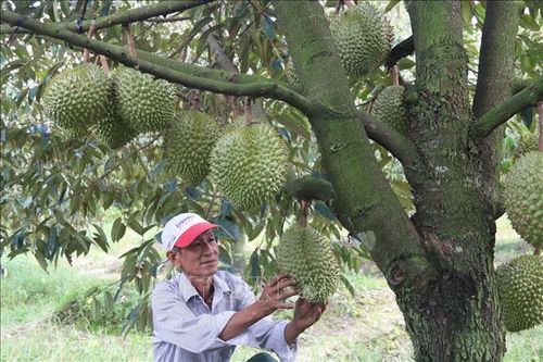 Giá sầu riêng tăng mạnh