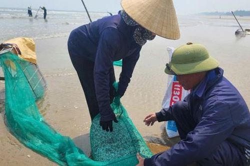 Hàng nghìn tấn ốc dép dạt vào bờ biển Hà Tĩnh