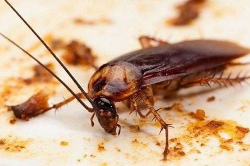 Mẹo đuổi gián ra khỏi nhà với những nguyên liệu dễ kiếm, vừa hiệu quả lại cực kỳ an toàn