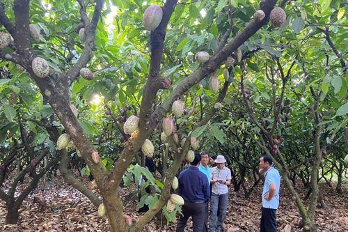 Sản xuất tuần hoàn: Nâng cao vị thế cacao Việt