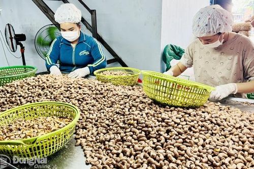 Giá hạt điều tăng cao, cơ hội cho nông dân và doanh nghiệp chế biến
