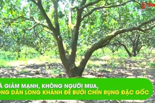 Giá giảm mạnh, không người mua, nông dân để bưởi chín rụng đặc gốc