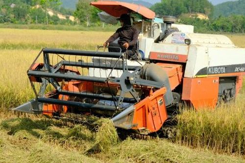 Xây dựng vùng lúa chất lượng cao ST25