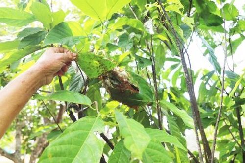Nuôi kiến làm thiên địch phòng sâu bệnh cho cây trồng