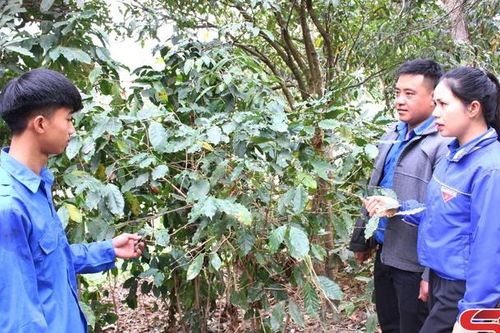 Phát triển cây cà phê ở Sốp Cộp