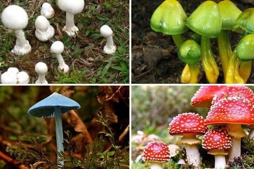 Tăng cường phòng, chống ngộ độc thực phẩm do độc tố tự nhiên