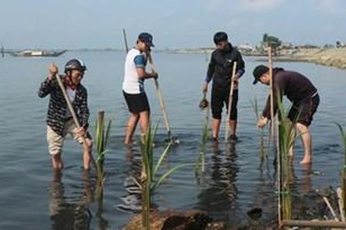 Hỗ trợ trồng hơn 15.000 cây rừng ngập mặn và bản địa phục hồi đa dạng sinh học