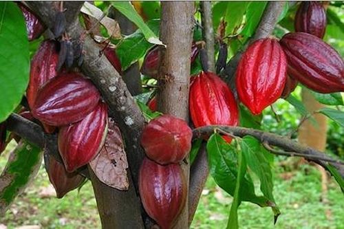 'Kẻ mừng, người lo' khi ca cao tăng giá kỷ lục