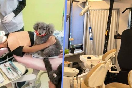 Muôn vàn sáng tạo của ngành nha khoa Nhật Bản: 'Cung cấp' chó trị liệu, mở quán cafe và phòng gym để hút khách