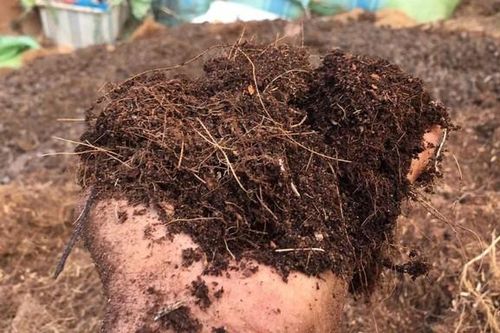 Vì sao xơ dừa được sử dụng phổ biến làm giá thể trồng cây?