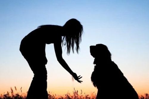 Động vật có thể hiểu ngôn ngữ của con người không?